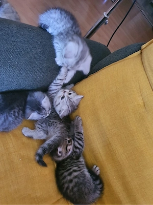 Süße und verspielte Kitten   Babykatzen suchen ein liebevolles Zuhause    Bild 5
