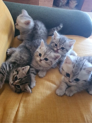 Süße und verspielte Kitten   Babykatzen suchen ein liebevolles Zuhause   