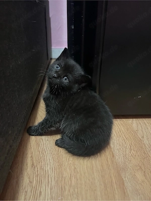    Süße Katzenbabys abzugeben    