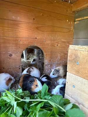 Meerschweinchen Weiblich 