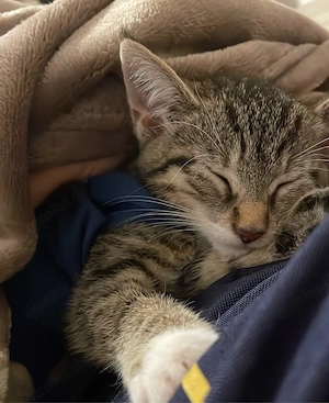 4 EKH Kitten  Bild 4