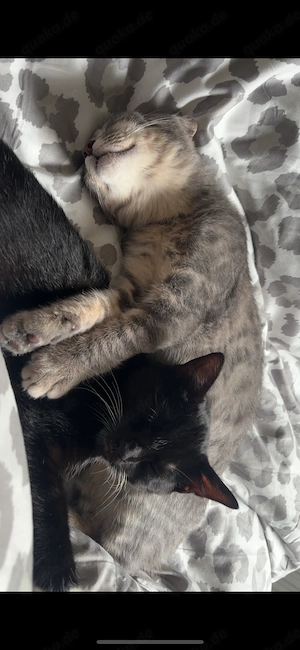 Zwei 4 Monate alte Kater suchen ein liebevolles Zuhause 
