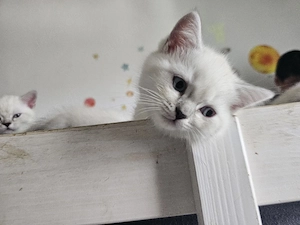 Wunderschöne BKH Kitten (Britisch Kurzhaar)