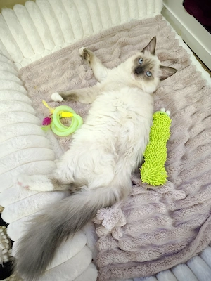 Ragdoll reinrassige Luxus Kätzchen mit Blaue Augen - sofort abgabebereit