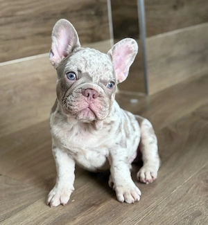 Französische Bulldoggenwelpen suchen ein neues Zuhause