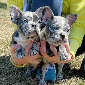Französische Bulldoggenwelpen verfügbar