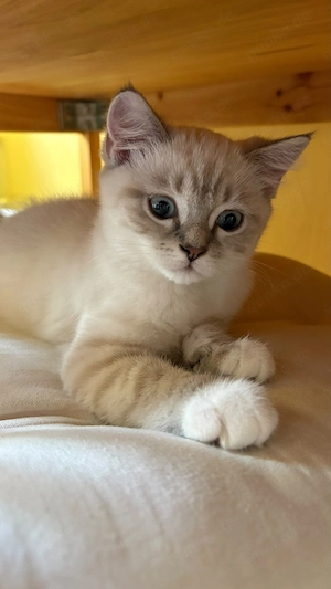 eine wunderschöne Katze abzugeben 