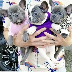 Französische Bulldoggen Welpen 