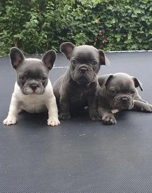 Französische Bulldoggen Welpen suchen ein schönes Zuhause 