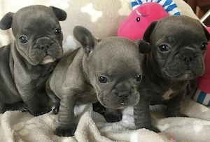 Zuckersüße sportliche Französische Bulldoggen Welpen Blue Lilac