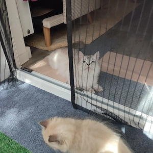 Mama mit ihrem Kitten, beide weiblich..