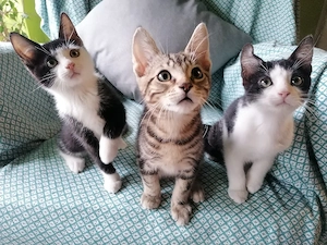 Kitten Katzenbaby Katzenwelpen Handaufzucht 