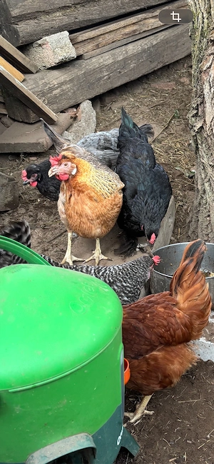 hennen blau sperber creme legbar blumenhuhn sussex wunderschöne hennen