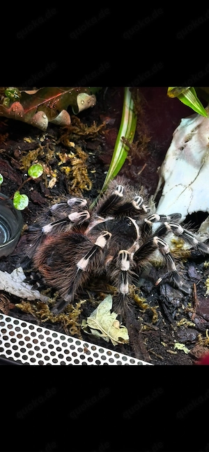 0.1 Acanthoscurria geniculata weißknievogelspinne