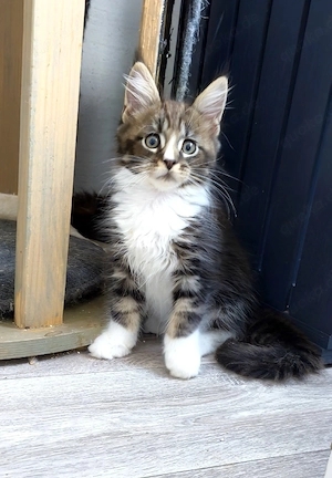 Reinrassige Maine Coon Kitten 