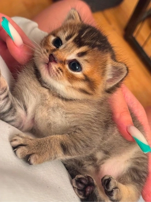 bkh kitten
