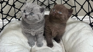 Liebevoller Britisch-Kurzhaar-Kater   12 Wochen alt