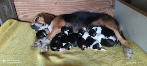 Beaglewelpen tricolor