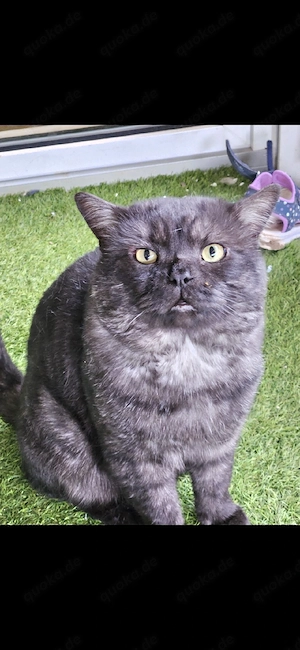 bkh kater abgegeben 