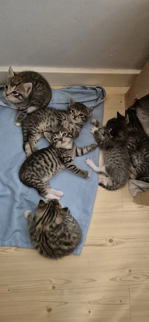    Süße Katzenbabys abzugeben   