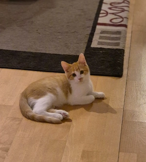 Katze und Kater