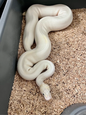Königspython 0.1 Pastel Ivory Pied nz23 abzugeben