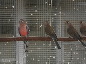 Junge Wildfarbige Bourkesittiche