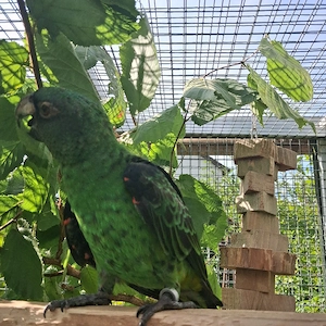 Papagei zahm Grüner Kongopapagei 1,0 Bild 6