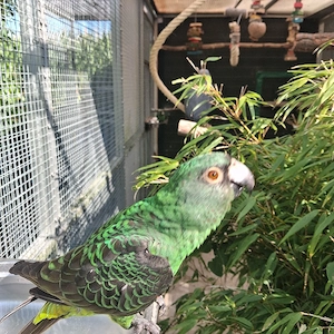 Papagei zahm Grüner Kongopapagei 1,0 Bild 4