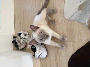 Wunderschönes Siam-Geschwisterpaar Lilac-Point (kastriert & geimpft) sucht Zuhause   inkl. Komplett- Bild 2