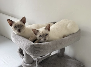Wunderschönes Siam-Geschwisterpaar Lilac-Point (kastriert & geimpft) sucht Zuhause   inkl. Komplett-