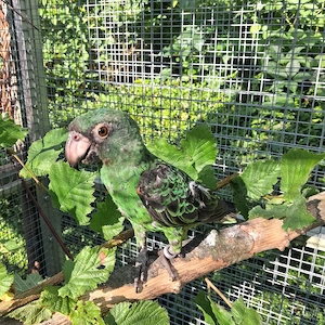 Papagei zahm Grüner Kongopapagei 1,0
