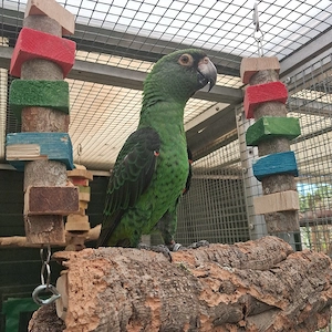 Papagei zahm Grüner Kongopapagei 1,0 Bild 5