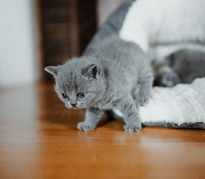 Britsch Kurzhaar Katze Kitten gesucht Weiblich (Bin auf der Suche)