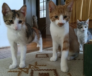 Liebevolle junge Katzen mit Herz suchen ihre Familie Bild 3