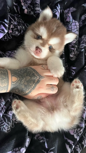Pomsky   Pomklee Rüde 