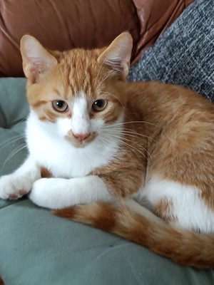 Liebevolle junge Katzen mit Herz suchen ihre Familie Bild 8
