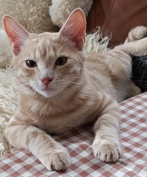 Liebevolle junge Katzen mit Herz suchen ihre Familie Bild 9