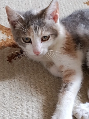Liebevolle junge Katzen mit Herz suchen ihre Familie Bild 10