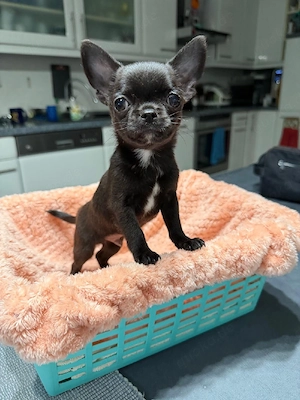Reinrassiger Chihuahua-Rüde abgabebereit 