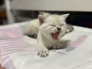 BKH Britisch Kurzhaar Kitten Katzen 