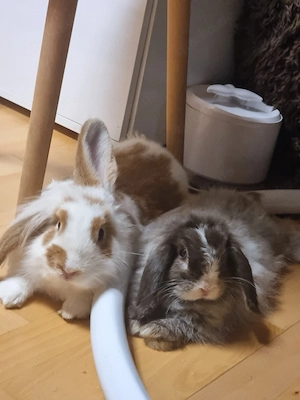 Mini-Lop-Kaninchen Zoro abzugeben   