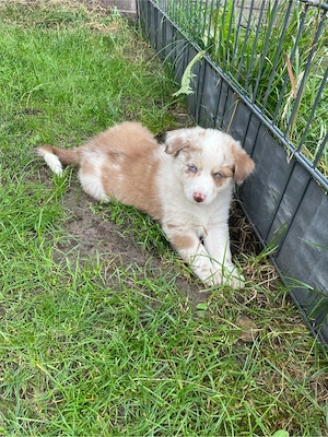 Tolle Aussie Australian Shepherd Welpen