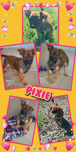 liebes, fröhliches, wunderschönes, kleines Welpenmädchen "Pixie" sucht ein liebevolles Zuhause