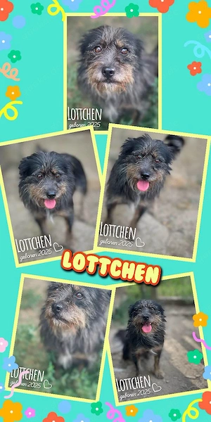 junges, kleines, fröhliches, liebes Hundemädchen "Lottchen" hast Du ein Körbchen frei für mich?