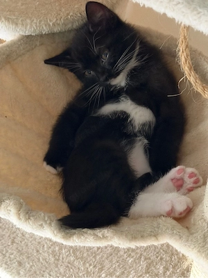 süße BKH- EKH- Mix Kitten suchen liebevolles Zuhause
