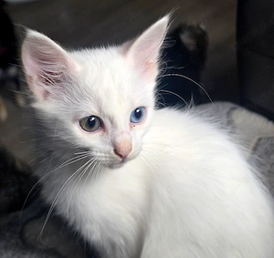 Langhaar-Mix Kitten mit Odd Eyes abzugeben 