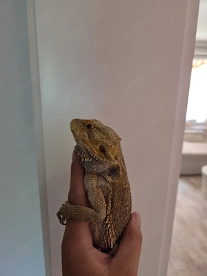 Bartagame schweren Herzen abzugeben