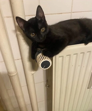 2 Männliche Kater suchen einen zuhause Bild 6