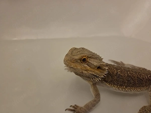 Bartagame schweren Herzen abzugeben Bild 3